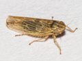 Psammotettix alienus